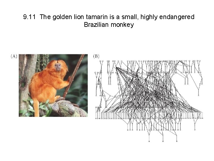 9. 11 The golden lion tamarin is a small, highly endangered Brazilian monkey 