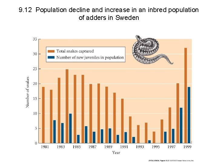 9. 12 Population decline and increase in an inbred population of adders in Sweden