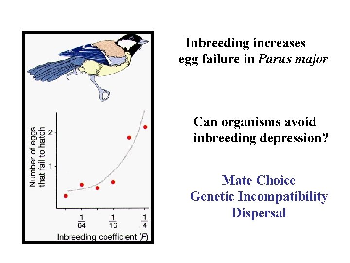 Inbreeding increases egg failure in Parus major Can organisms avoid inbreeding depression? Mate Choice