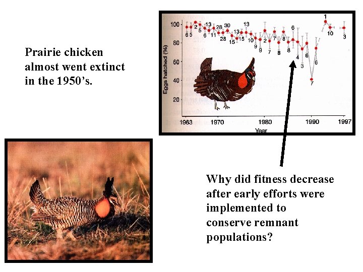 Prairie chicken almost went extinct in the 1950’s. Why did fitness decrease after early
