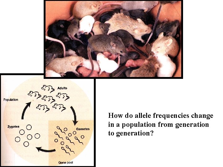 How do allele frequencies change in a population from generation to generation? 