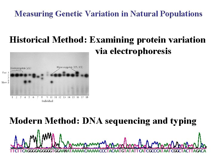 Measuring Genetic Variation in Natural Populations Historical Method: Examining protein variation via electrophoresis Modern