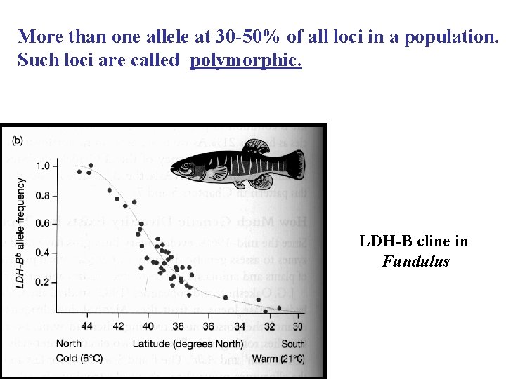 More than one allele at 30 -50% of all loci in a population. Such