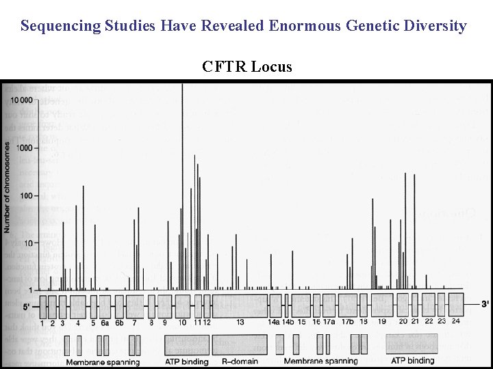 Sequencing Studies Have Revealed Enormous Genetic Diversity CFTR Locus 