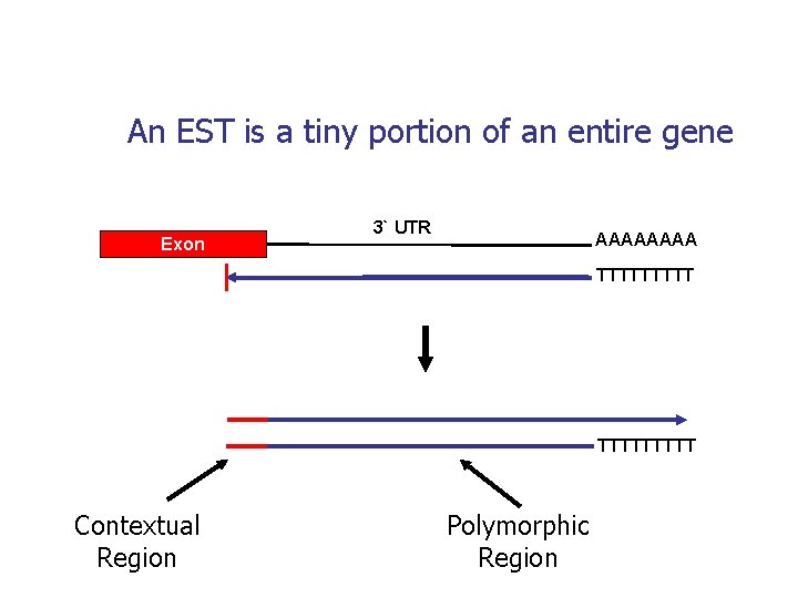 An EST is a tiny portion of an entire gene Exon 3` UTR AAAA