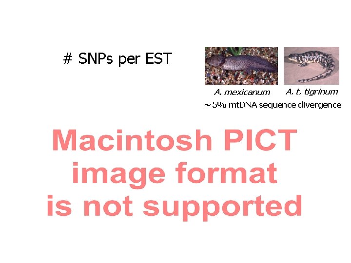 # SNPs per EST A. mexicanum A. t. tigrinum ~ 5% mt. DNA sequence