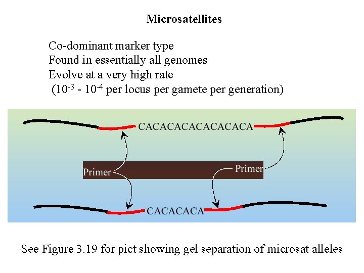 Microsatellites Co-dominant marker type Found in essentially all genomes Evolve at a very high