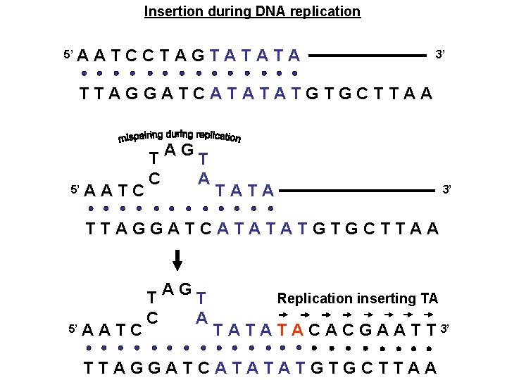 Insertion during DNA replication 5’ A ATCCTAGTATATA 3’ TTAGGATCATATATGTGCTTAA 5’ A ATC T C