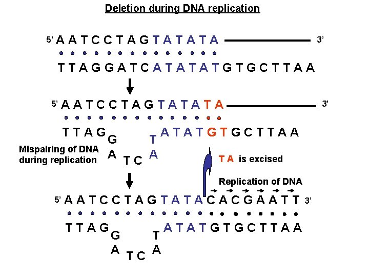 Deletion during DNA replication 5’ A ATCCTAGTATATA 3’ TTAGGATCATATATGTGCTTAA 5’ A ATCCTAGTATATA TTAG Mispairing