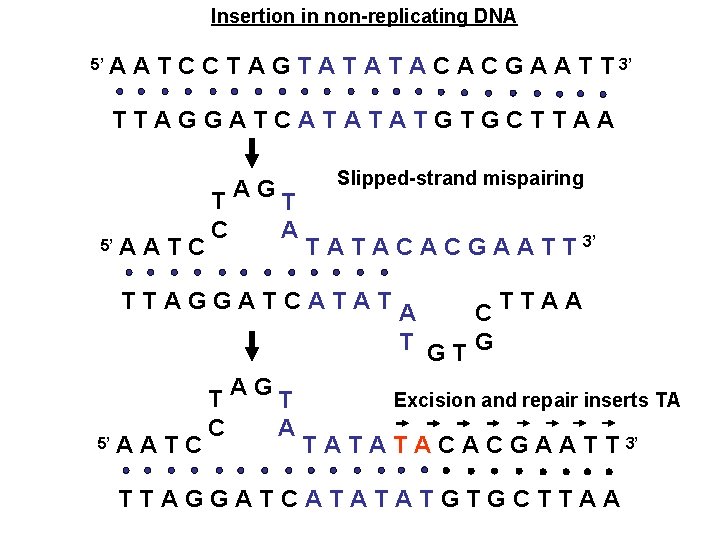 Insertion in non-replicating DNA 5’ A A T C C T A G T