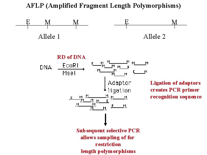 AFLP (Amplified Fragment Length Polymorphisms) E M M E Allele 1 M Allele 2