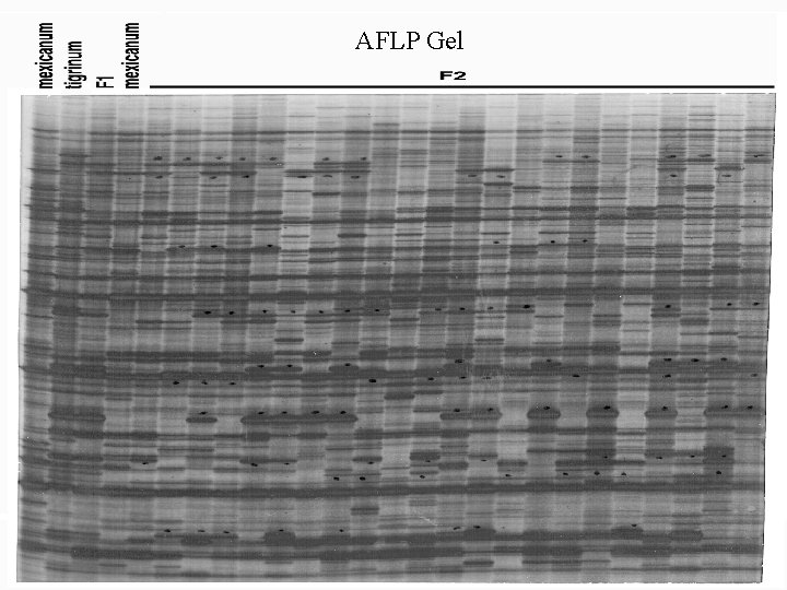 AFLP Gel 