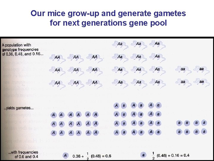 Our mice grow-up and generate gametes for next generations gene pool 