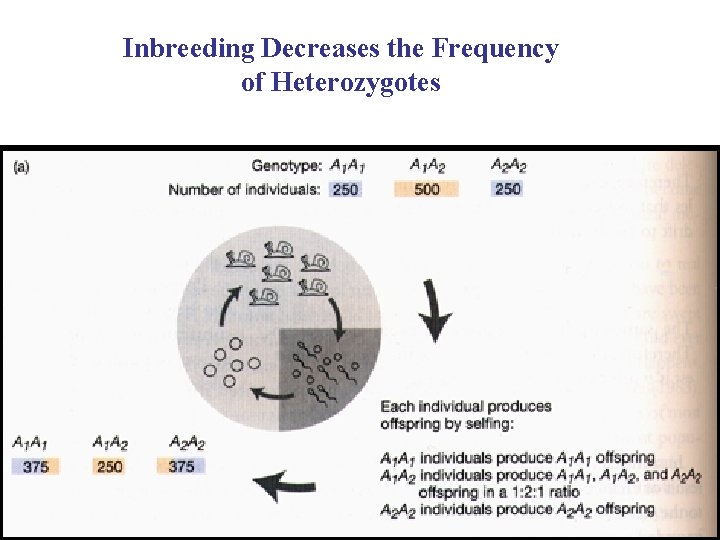 Inbreeding Decreases the Frequency of Heterozygotes 