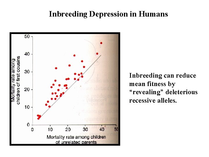 Inbreeding Depression in Humans Inbreeding can reduce mean fitness by “revealing” deleterious recessive alleles.