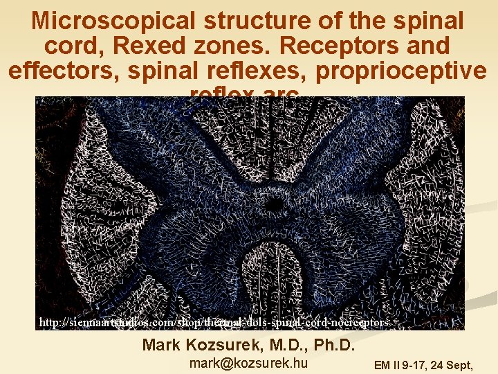 Microscopical structure of the spinal cord, Rexed zones. Receptors and effectors, spinal reflexes, proprioceptive