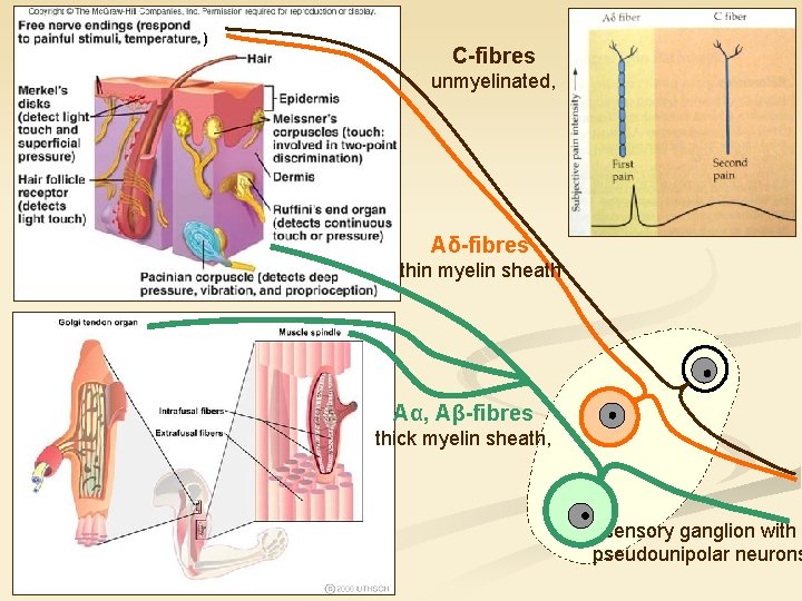 ) C-fibres unmyelinated, Aδ-fibres thin myelin sheath Aα, Aβ-fibres thick myelin sheath, sensory ganglion