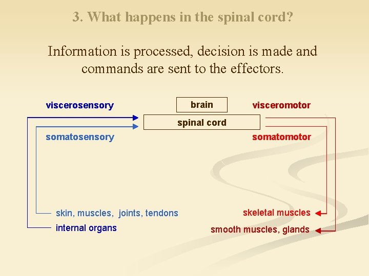3. What happens in the spinal cord? Information is processed, decision is made and