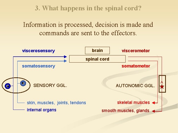 3. What happens in the spinal cord? Information is processed, decision is made and