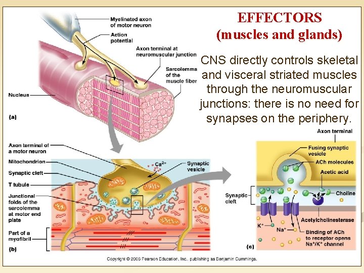 EFFECTORS (muscles and glands) CNS directly controls skeletal and visceral striated muscles through the