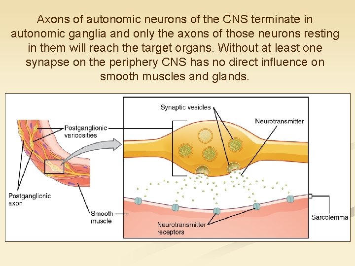 Axons of autonomic neurons of the CNS terminate in autonomic ganglia and only the