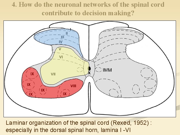 4. How do the neuronal networks of the spinal cord contribute to decision making?