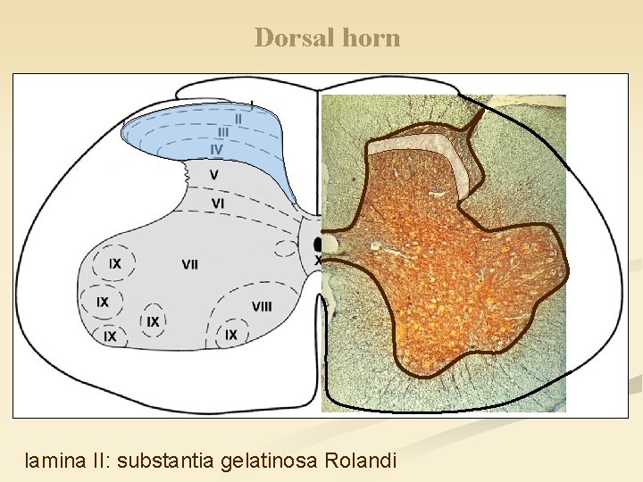 Dorsal horn lamina II: substantia gelatinosa Rolandi 