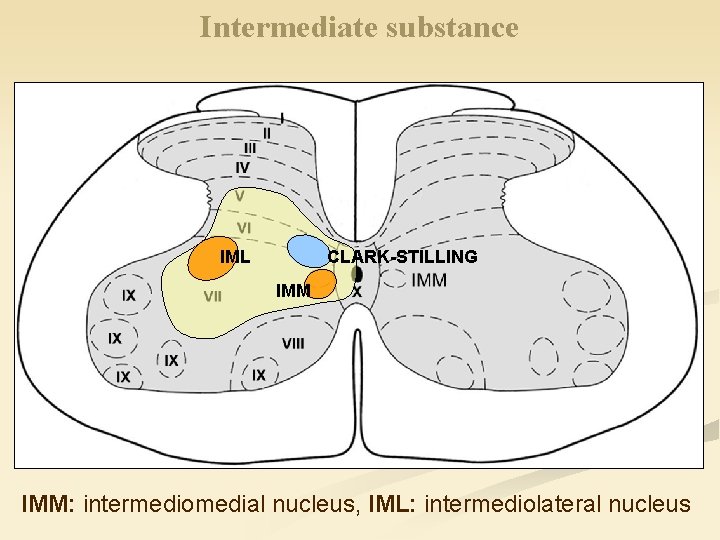 Intermediate substance IML CLARK-STILLING IMM: intermediomedial nucleus, IML: intermediolateral nucleus 