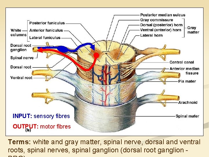 INPUT: sensory fibres OUTPUT: motor fibres Terms: white and gray matter, spinal nerve, dorsal