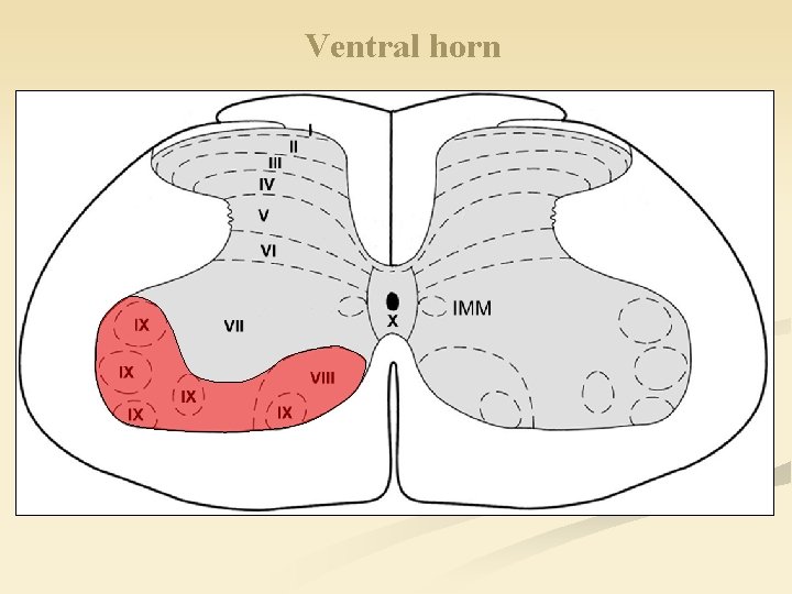 Ventral horn 