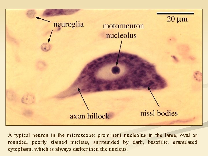A typical neuron in the microscope: prominent nucleolus in the large, oval or rounded,