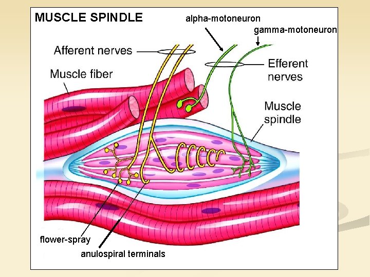 MUSCLE SPINDLE flower-spray anulospiral terminals alpha-motoneuron gamma-motoneuron 