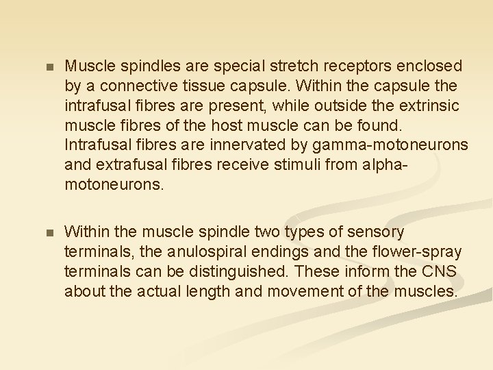 n Muscle spindles are special stretch receptors enclosed by a connective tissue capsule. Within