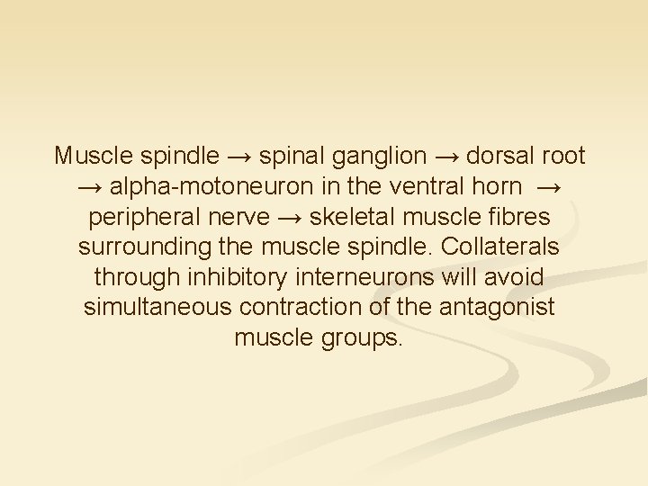 Muscle spindle → spinal ganglion → dorsal root → alpha-motoneuron in the ventral horn