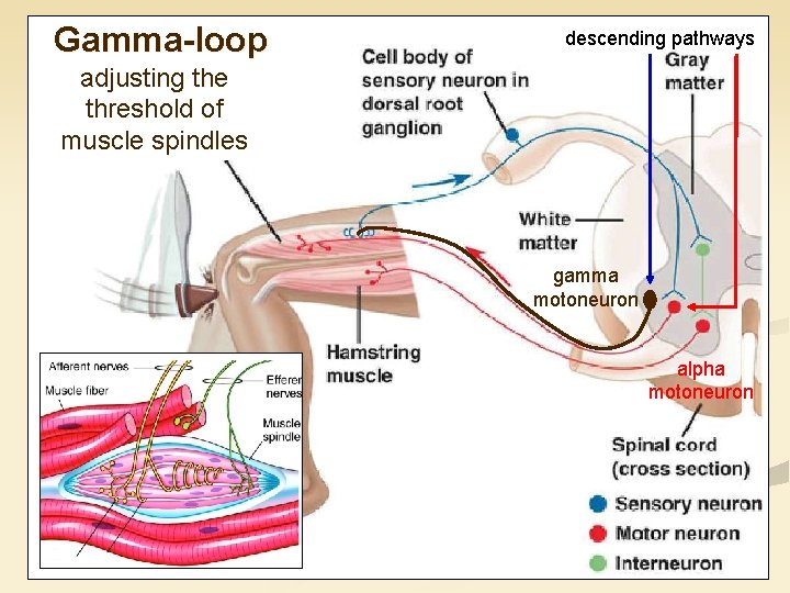 Gamma-loop descending pathways adjusting the threshold of muscle spindles gamma motoneuron alpha motoneuron 