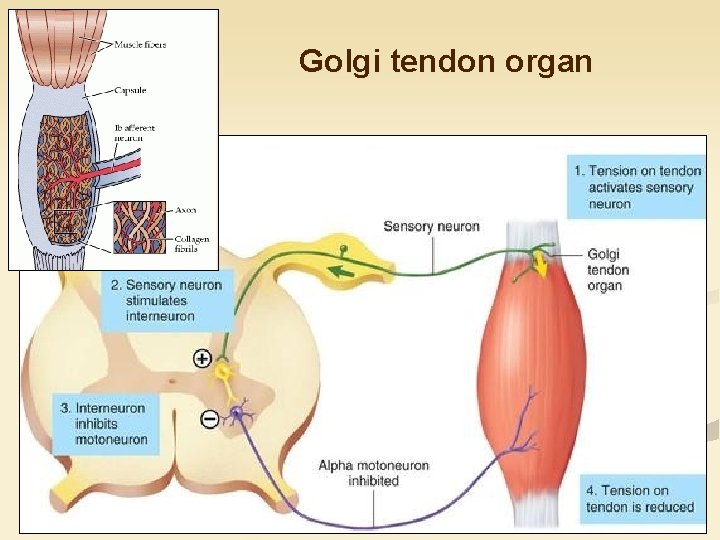 Golgi tendon organ 