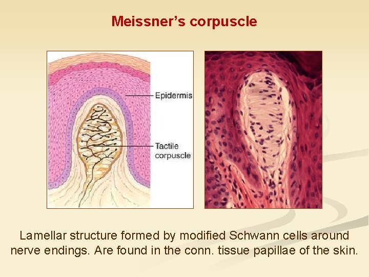 Meissner’s corpuscle Lamellar structure formed by modified Schwann cells around nerve endings. Are found