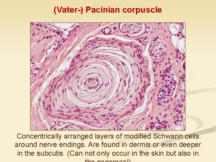 (Vater-) Pacinian corpuscle Concentrically arranged layers of modified Schwann cells around nerve endings. Are