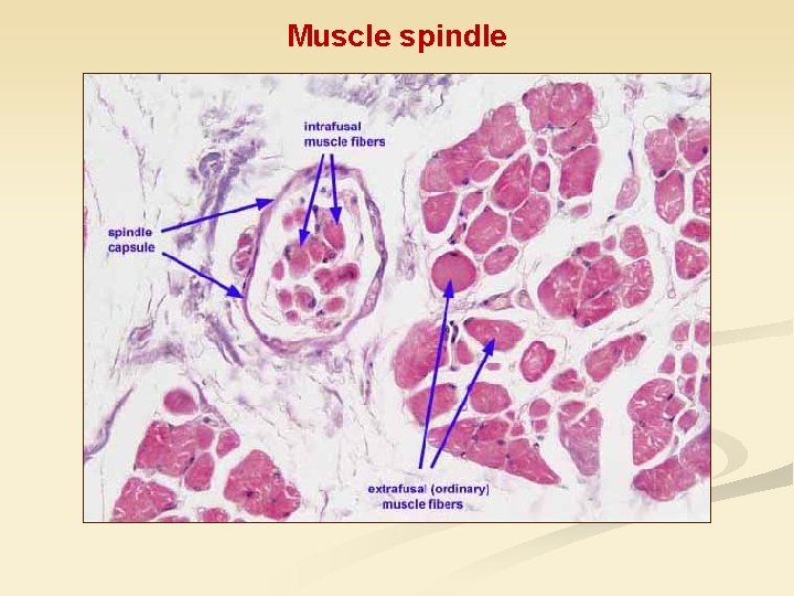 Muscle spindle 