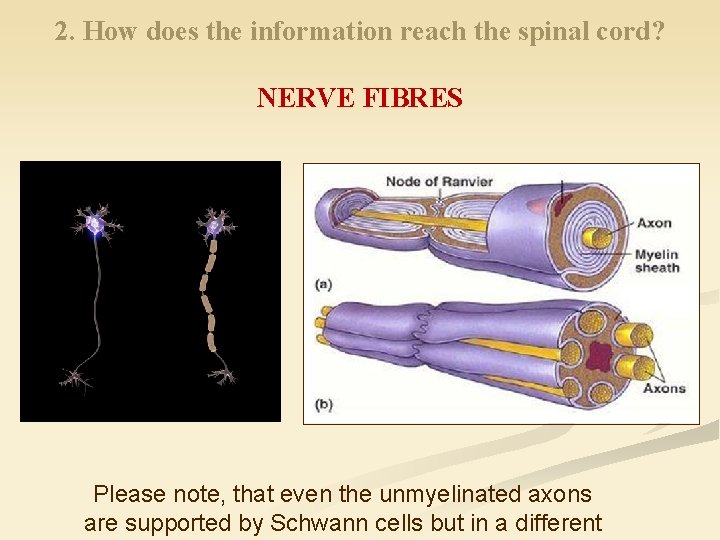 2. How does the information reach the spinal cord? NERVE FIBRES Please note, that