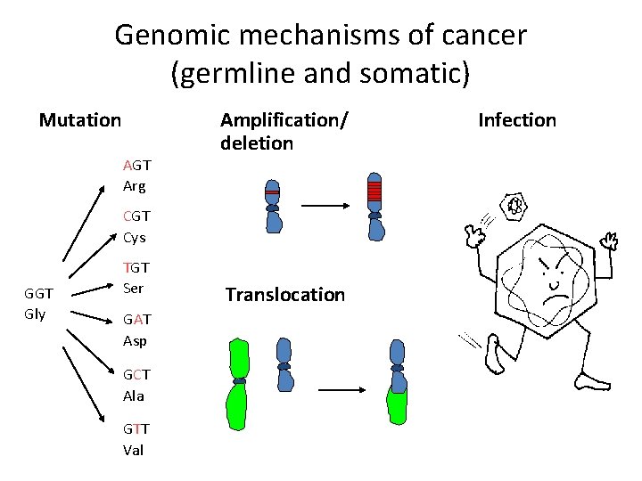 Genomic mechanisms of cancer (germline and somatic) Mutation AGT Arg Amplification/ deletion CGT Cys