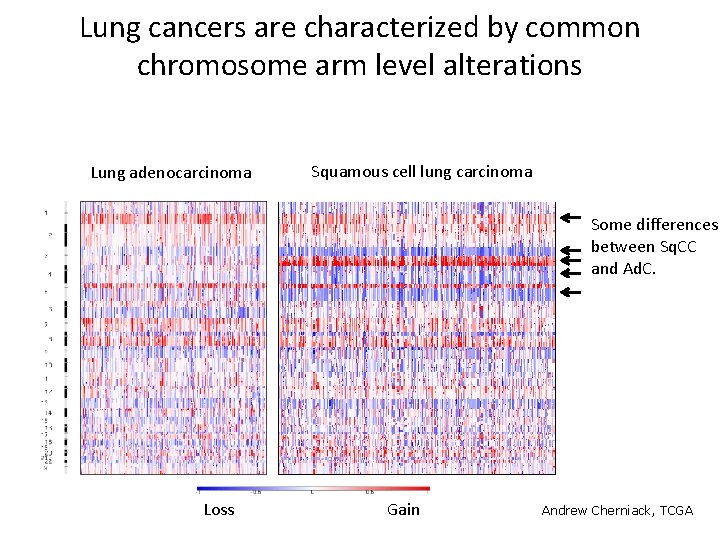 Lung cancers are characterized by common chromosome arm level alterations Lung adenocarcinoma Squamous cell