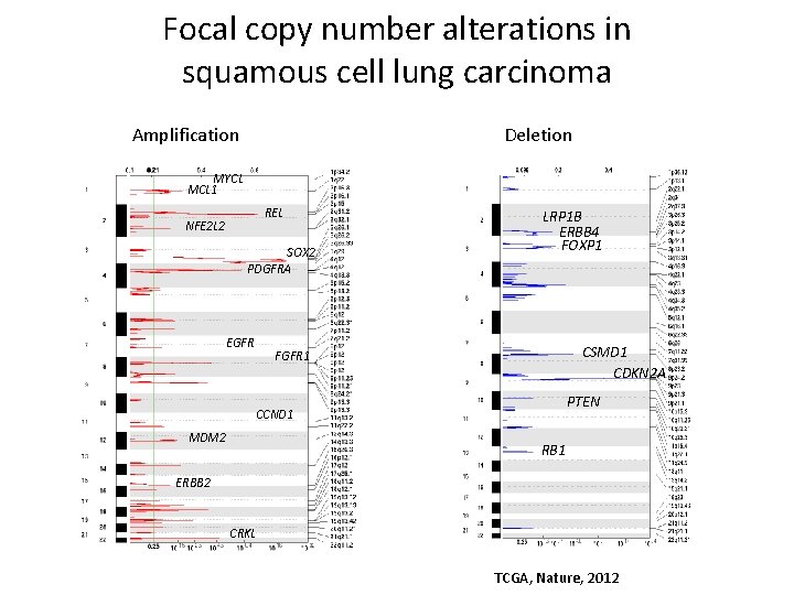 Focal copy number alterations in squamous cell lung carcinoma Deletion Amplification MYCL MCL 1