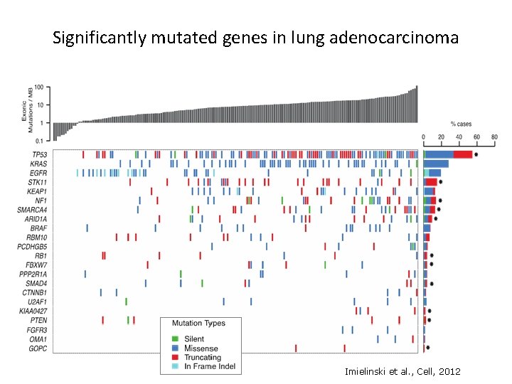 Significantly mutated genes in lung adenocarcinoma Imielinski et al. , Cell, 2012 