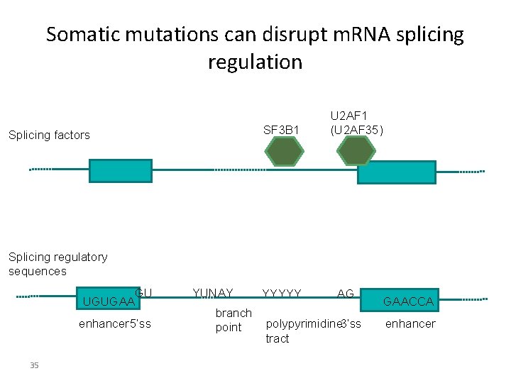 Somatic mutations can disrupt m. RNA splicing regulation SF 3 B 1 Splicing factors