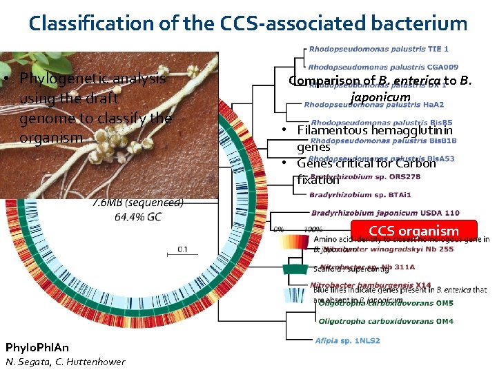 Classification of the CCS-associated bacterium • Phylogenetic analysis using the draft genome to classify