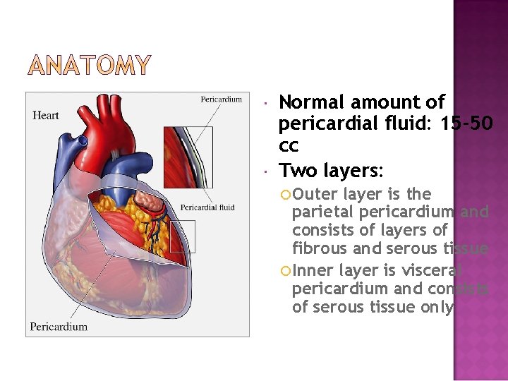 Normal amount of pericardial fluid: 15 -50 cc Two layers: Outer layer is Normal amount of pericardial fluid: 15 -50 cc Two layers: Outer layer is