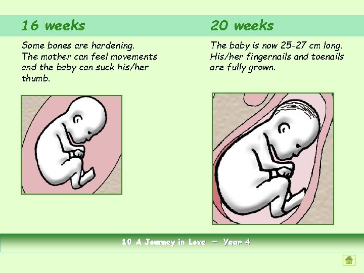 16 weeks 20 weeks Some bones are hardening. The mother can feel movements and