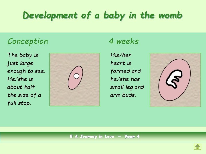 Development of a baby in the womb Conception 4 weeks The baby is just