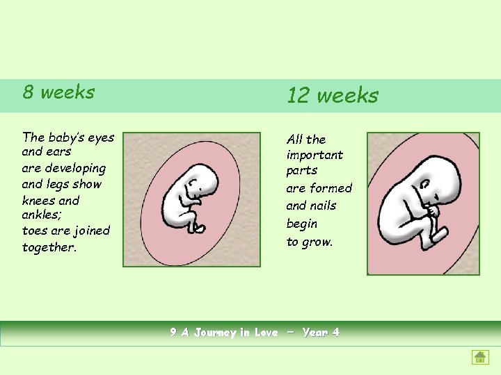 8 weeks 12 weeks The baby’s eyes and ears are developing and legs show